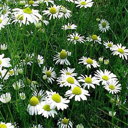 敏感肌們，你離變美就差這瓶精華液啦！