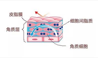 什么是“皮膚屏障”?