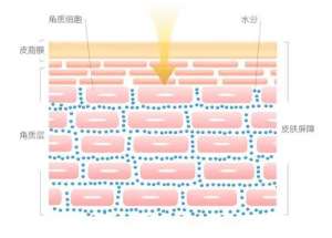 皮膚屏障“守護神” 實力維穩(wěn)，無懼季節(jié)性敏感