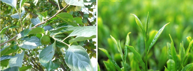 想讓精華效果翻多倍？做對(duì)這三點(diǎn)就OK！